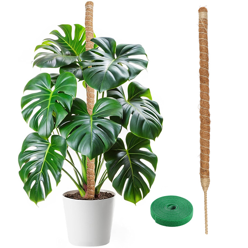 Monstera Thai Constellation - Poteaux de soutien pliables pour plantes