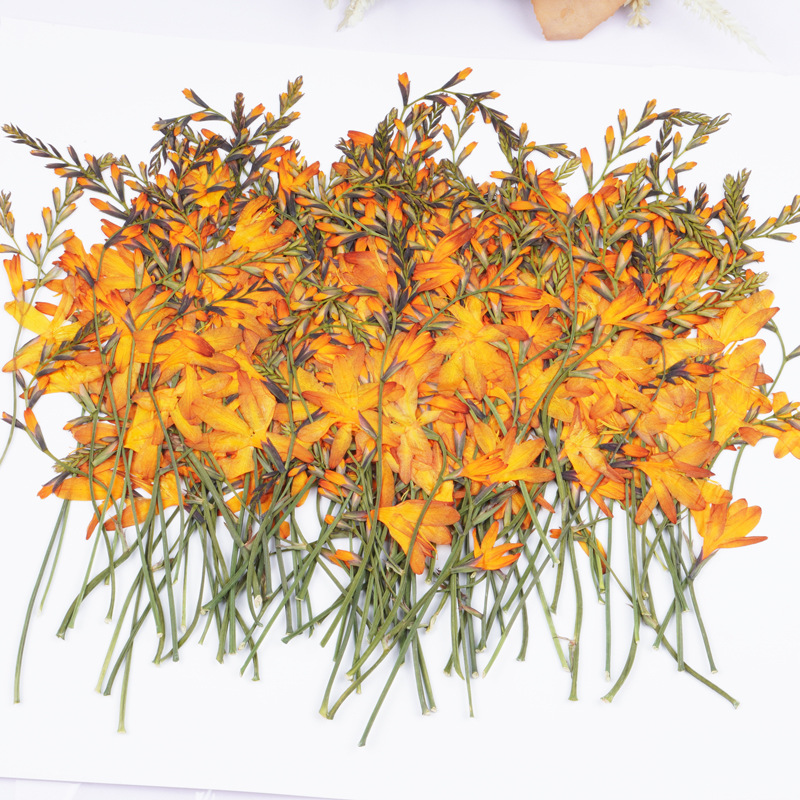 Plant Parent Sticker - 60 pièces d'orchidées flamme séchées, spécimens