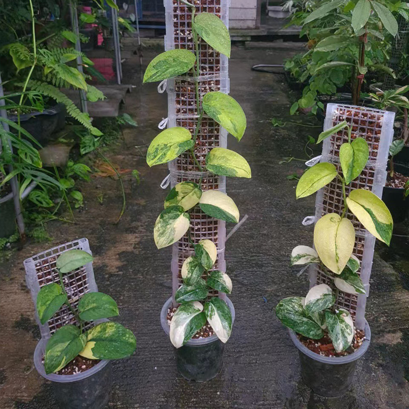 Poteau de mousse en plastique  - Monstera Thai Constellation avis et prix