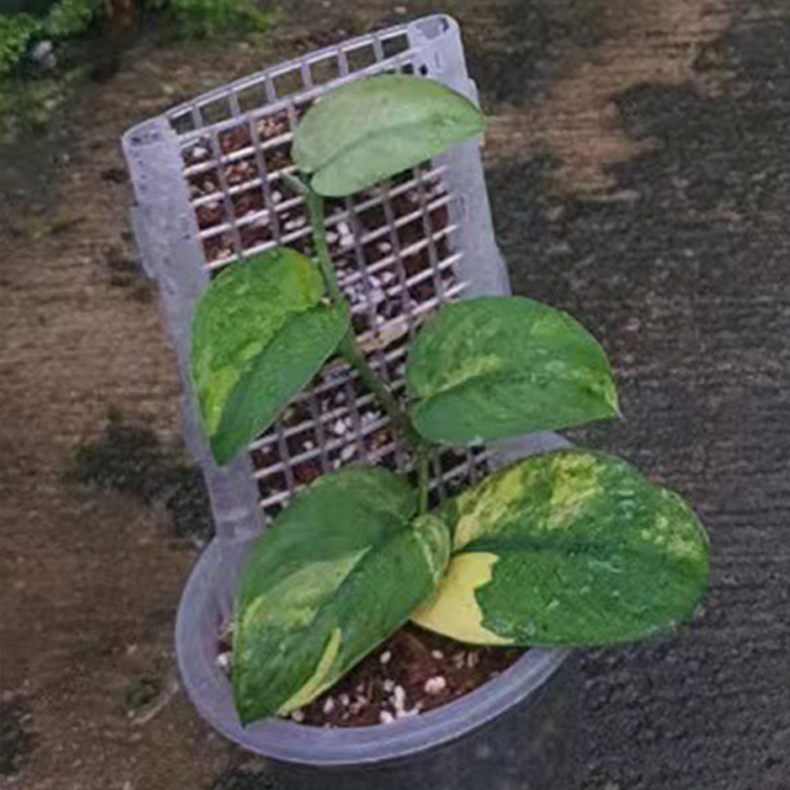 Poteau de mousse en plastique  - Monstera Thai Constellation avis et prix