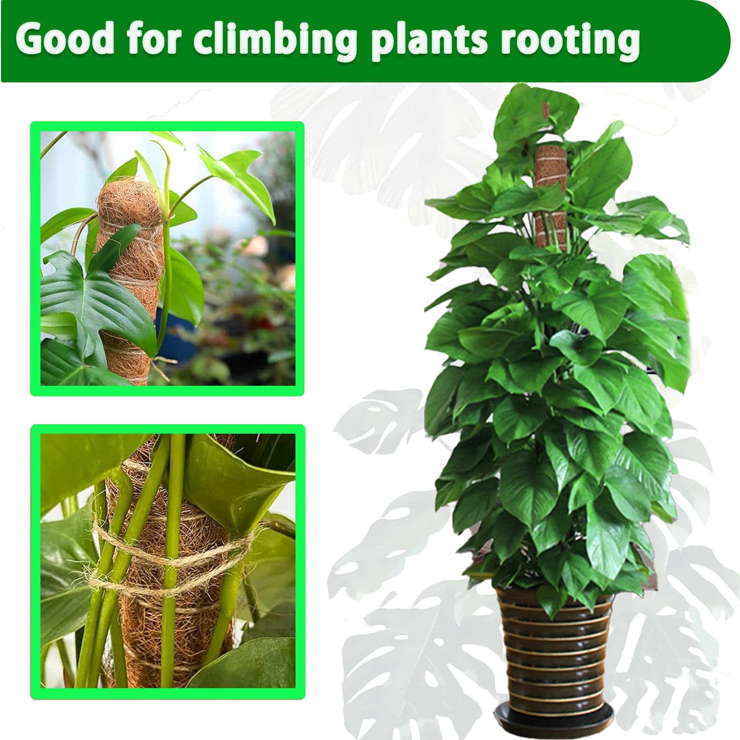 Poteau de mousse 38/43/53CM, S - Monstera Thai Constellation avis et prix