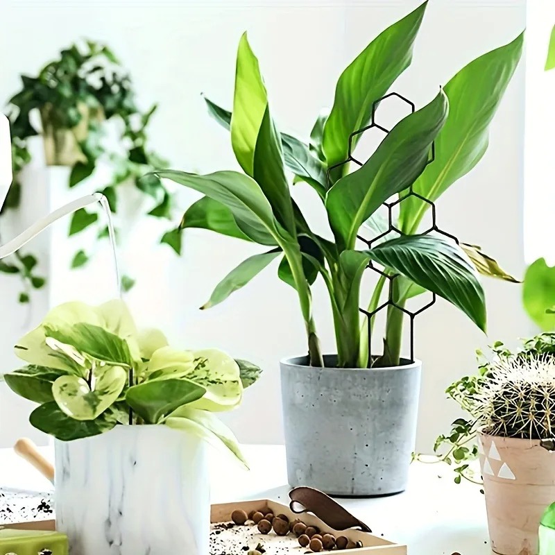 Support de plante en 3 parties - Monstera Thai Constellation avis et prix