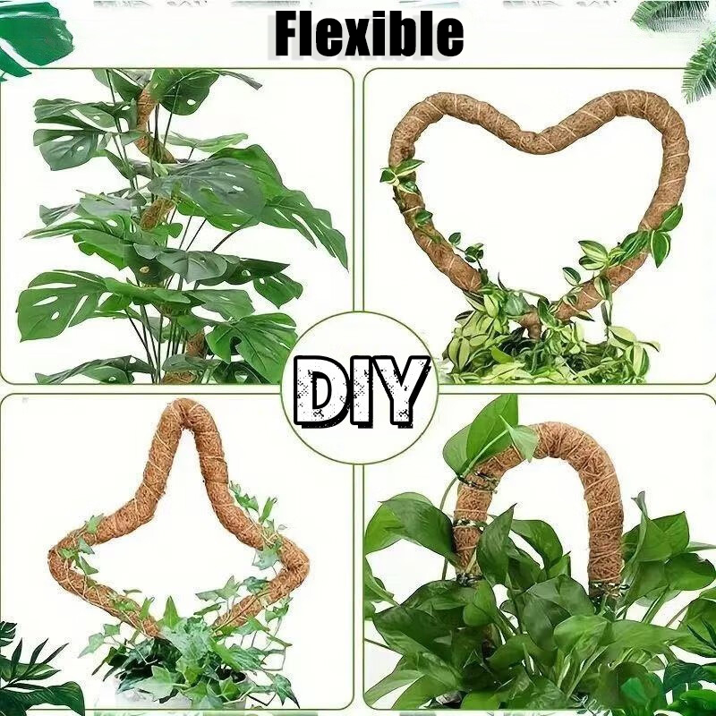 Canne de palmier grimpante pli - Monstera Thai Constellation avis et prix