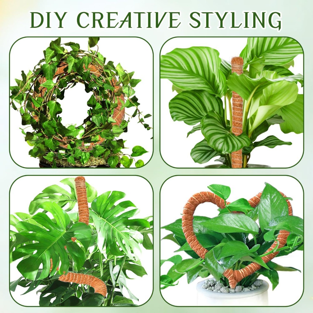 Support d'escalade pour plante - Monstera Thai Constellation avis et prix