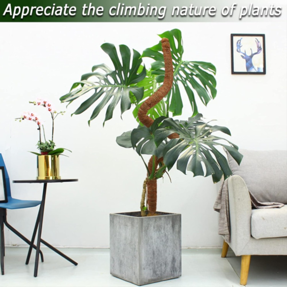 Support d'escalade pour plante - Monstera Thai Constellation avis et prix
