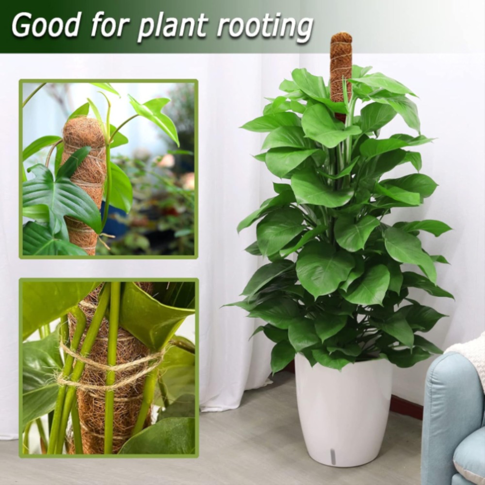 Support d'escalade pour plante - Monstera Thai Constellation avis et prix