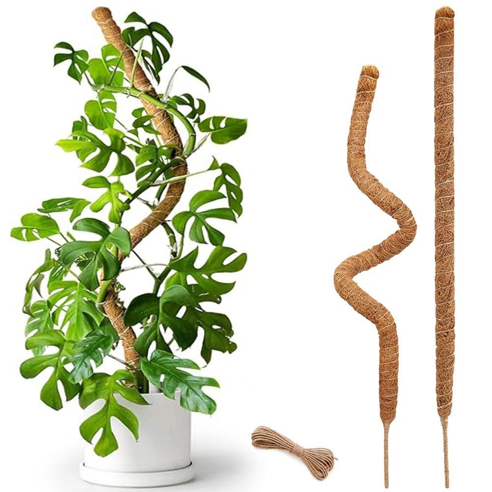Support de plante flexible en  - Monstera Thai Constellation avis et prix