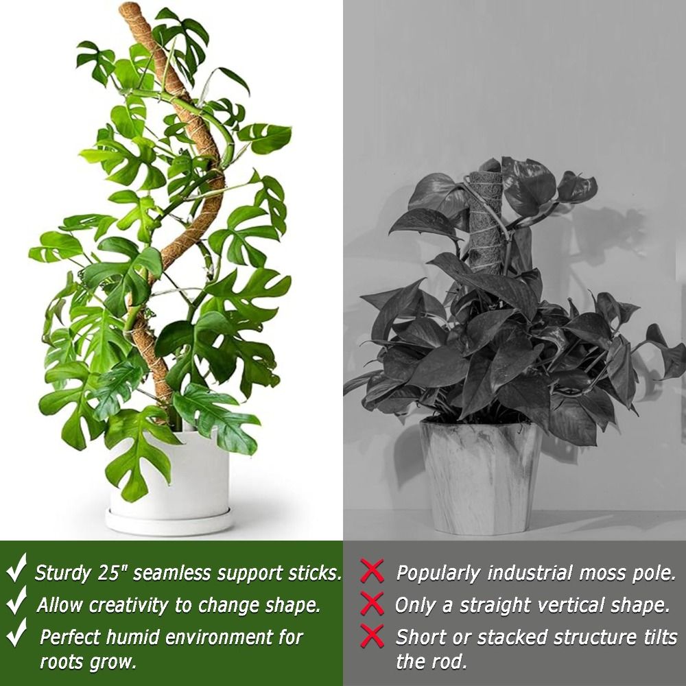 Support de plante flexible en  - Monstera Thai Constellation avis et prix