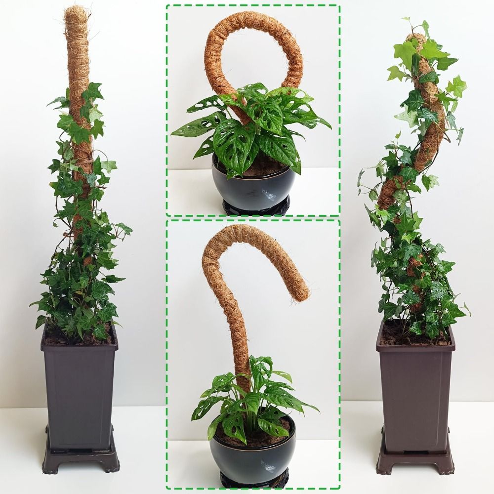 Support de plante flexible en  - Monstera Thai Constellation avis et prix