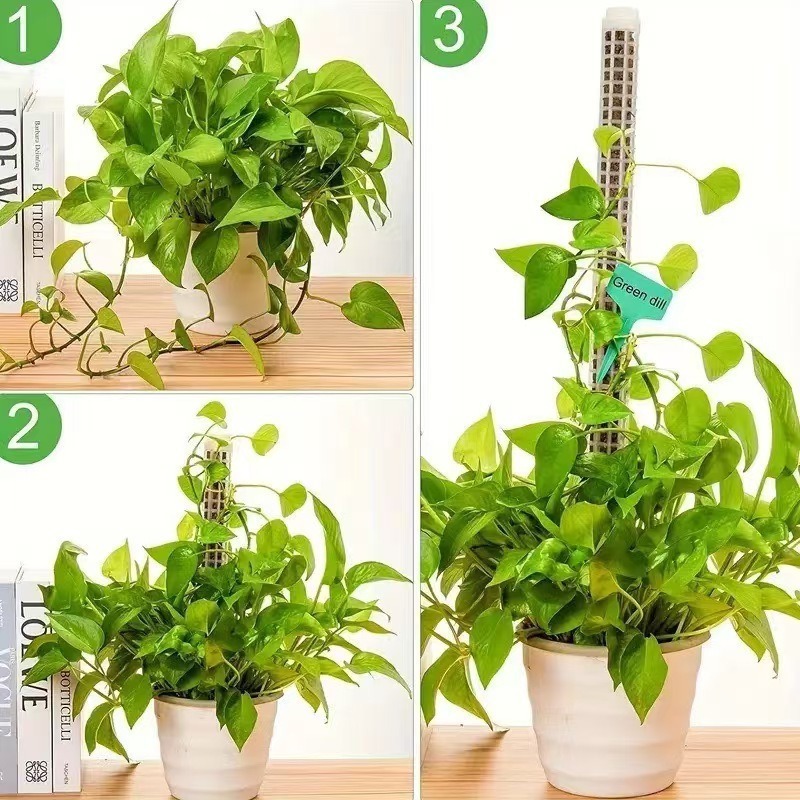 1/2/3 pièces Poteau en mousse  - Monstera Thai Constellation avis et prix