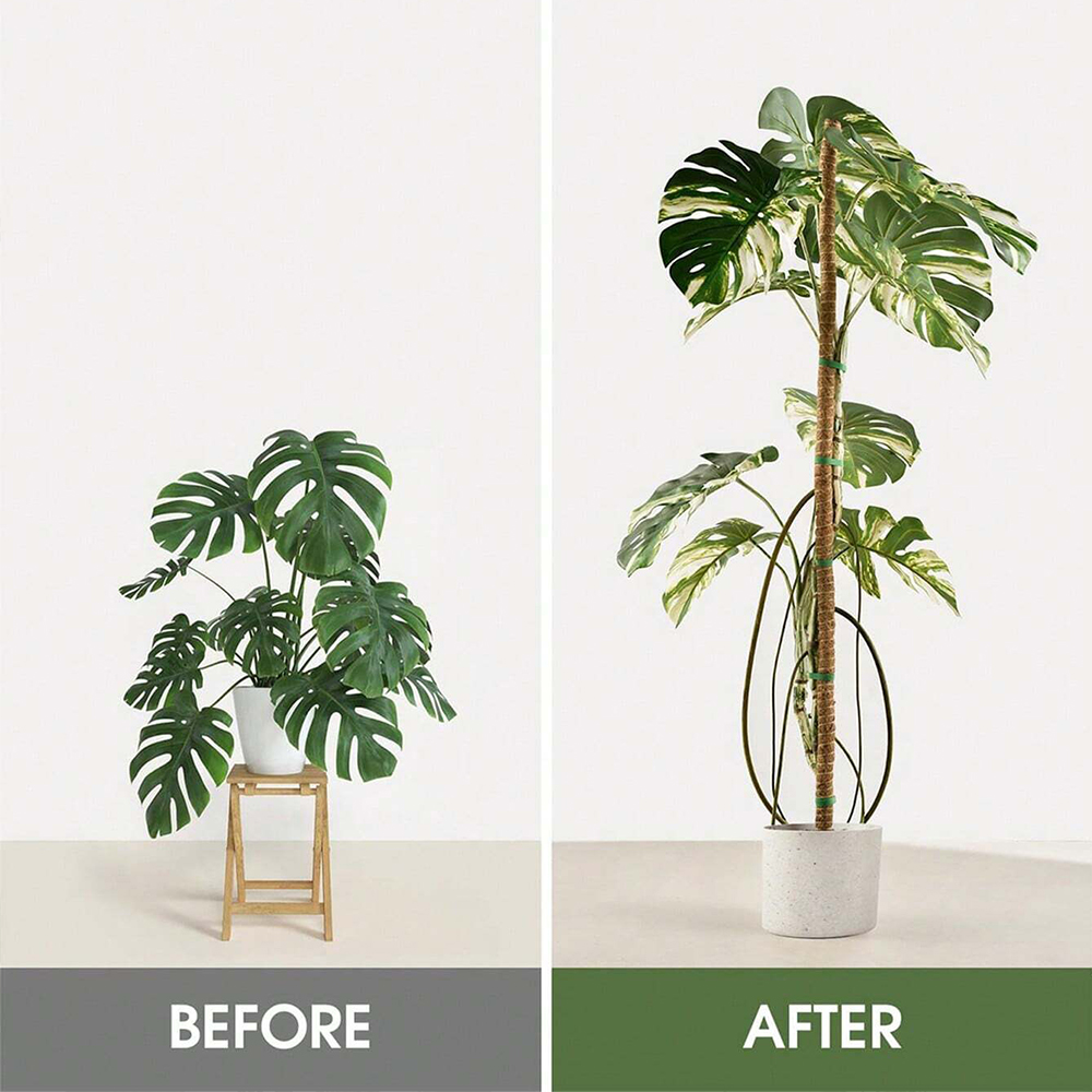 Poteau en mousse pour plantes, - Monstera Thai Constellation avis et prix