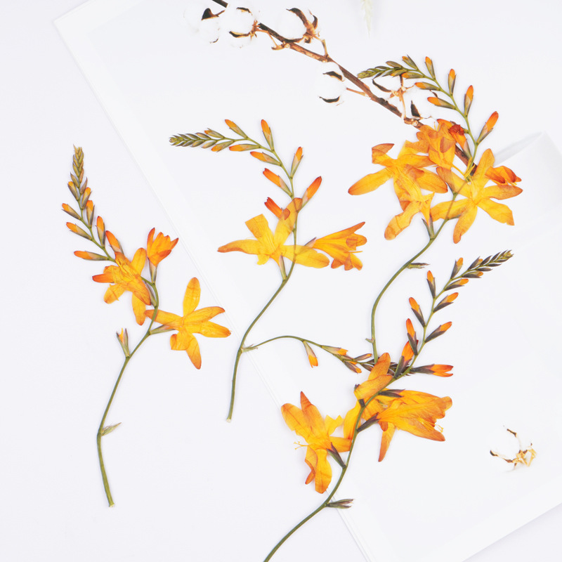 60 pièces d'orchidées flamme s - Plant Parent Sticker avis et prix