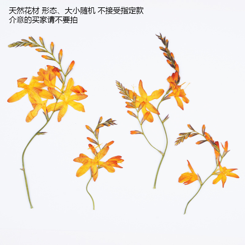 60 pièces d'orchidées flamme s - Plant Parent Sticker avis et prix