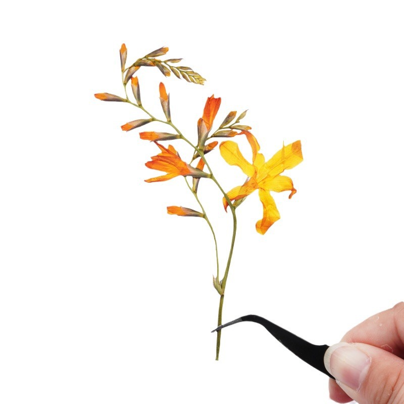 60 pièces d'orchidées flamme s - Plant Parent Sticker avis et prix